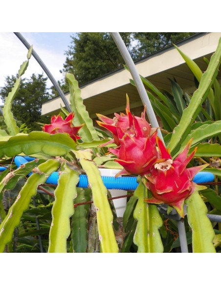 1 Pitaya plant pink pulp (Hylocerus Guatemalensis) export quality variety - rooted cuttings.