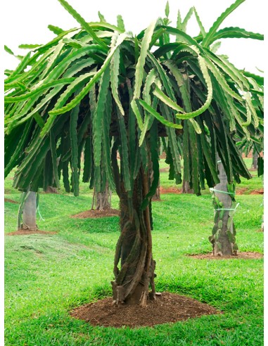 1 Pitaya plant pink pulp (Hylocerus...