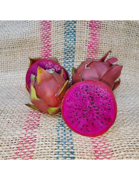 1 Pitaya plant pink pulp (Hylocerus Guatemalensis) export quality variety - rooted cuttings.