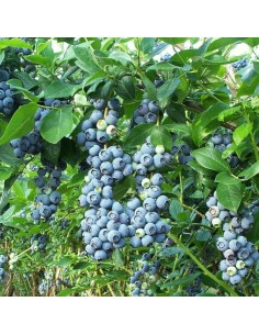 1 Blueberry bush ''Biloxi''...