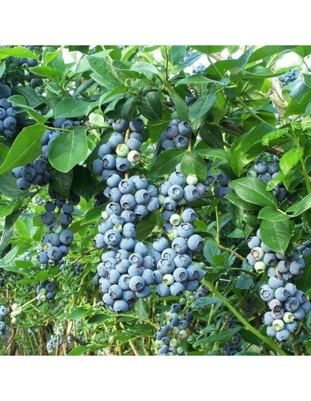 1 Arbolito de Blueberry ''Biloxi'' Arbusto de mora azul en su variedad mas chaparra del mercado