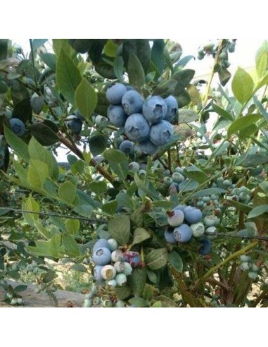 1 Arbolito de Blueberry ''Biloxi'' Arbusto de...