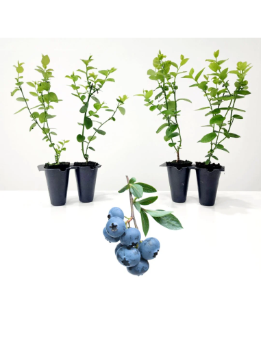1 Arbolito de Blueberry ''Biloxi'' Arbusto de...