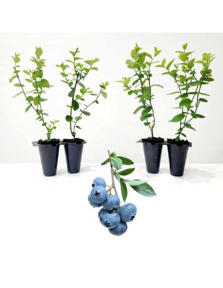1 Arbolito de Blueberry ''Biloxi'' Arbusto de mora azul en su variedad mas chaparra del mercado