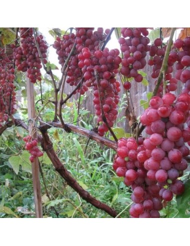 1 Parra de uva ''Thompson seedless roja'' Uva de mesa roja . Venta de viñas para el jardín