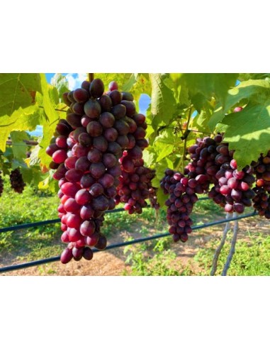1 ''Thompson seedless red'' grape vine Red...