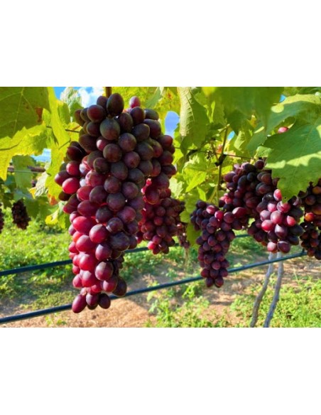 1 ''Thompson seedless red'' grape vine Red table grape . Sale of vines for the garden