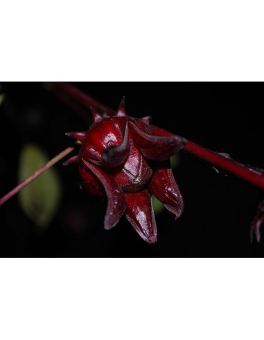 20 Roselle Plant seeds (Hibiscus sabdariffa) Grow your own jamaica Plant now! Order here