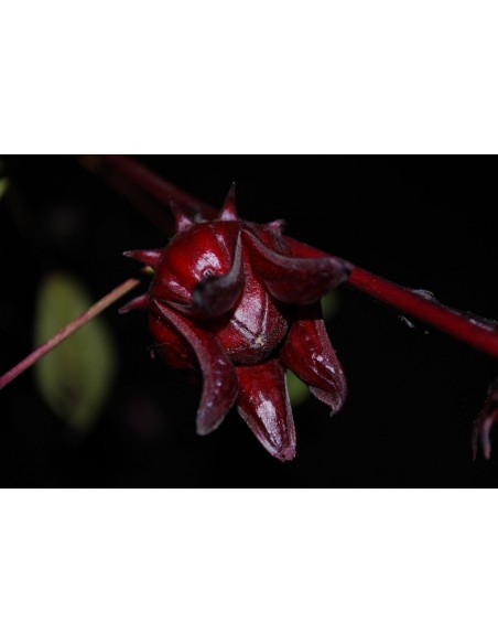 20 Roselle Plant seeds (Hibiscus sabdariffa) Grow your own jamaica Plant now! Order here 20 Roselle Plant seeds (Hibiscus sabdariffa) Grow your own jamaica Plant now! Order here