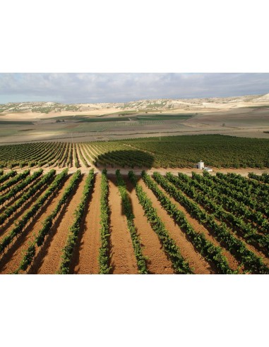 1 ''Thompson seedless red'' grape vine Red...