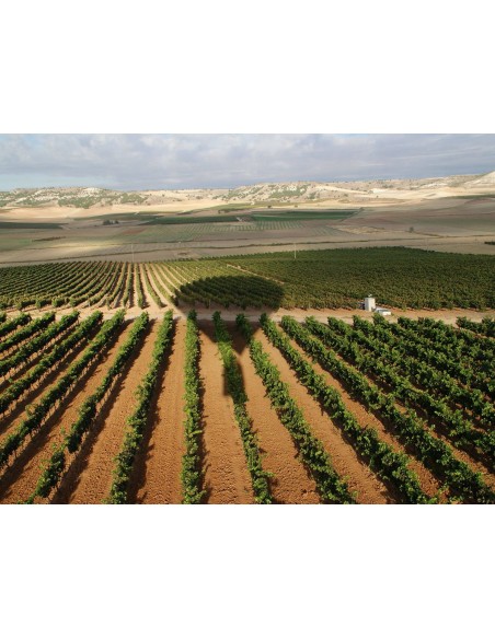 1 ''Thompson seedless red'' grape vine Red table grape . Sale of vines for the garden