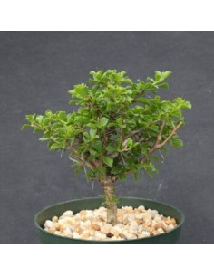 1 mini-leaf Pereskia... 2