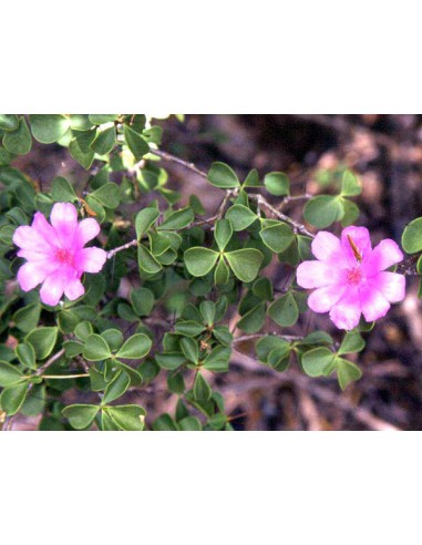 1 arbolito de Pereskia de hoja mini (Pereskia...