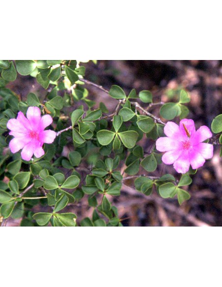 1 arbolito de Pereskia de hoja mini (Pereskia portulacifolia) Variedades de Pereskia únicas en el mundo aquí.
