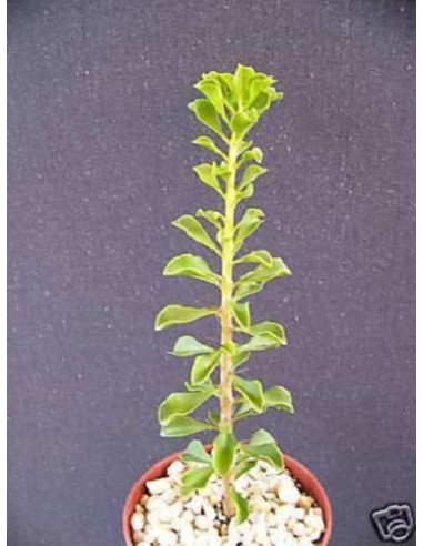 1 mini-leaf Pereskia sapling (Pereskia...