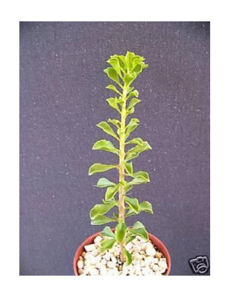 1 arbolito de Pereskia de hoja mini (Pereskia portulacifolia) Variedades de Pereskia únicas en el mundo aquí.