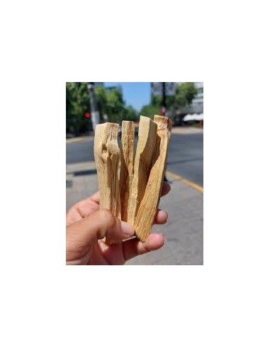 1 Arbolito de Palo santo (Bursera graveolens) Aceitillo arbol Medicinal y en peligro de extinción