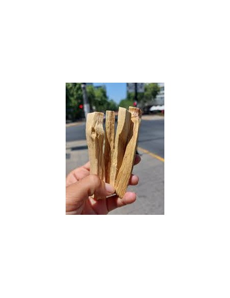 1 Palo santo (Bursera graveolens) sapling Medicinal and endangered tree