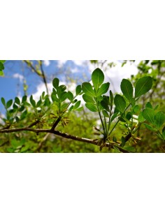 1 Palo santo (Bursera... 2