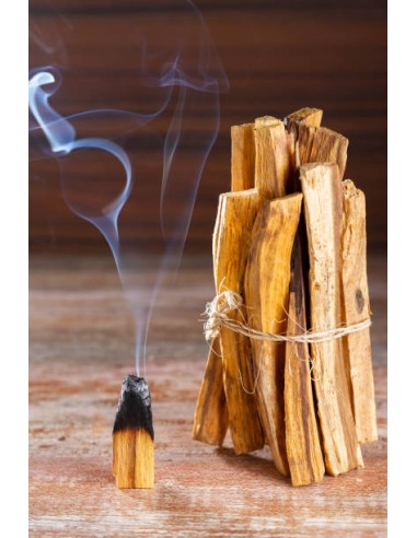 1 Palo santo (Bursera graveolens) sapling...