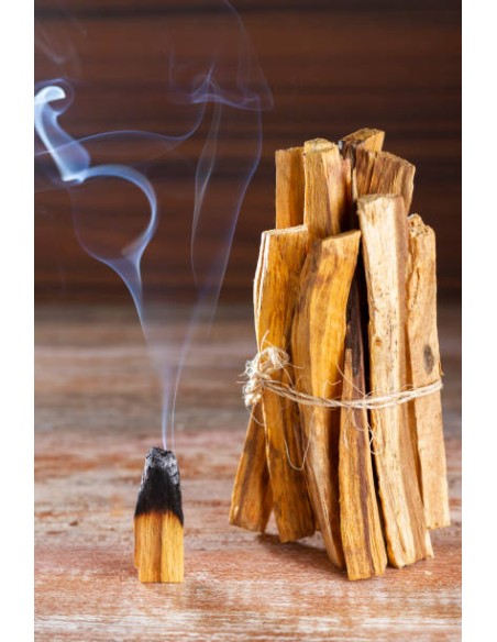 1 Palo santo (Bursera graveolens) sapling Medicinal and endangered tree