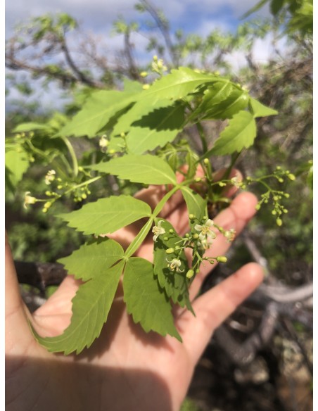1 Palo santo (Bursera graveolens) sapling Medicinal and endangered tree