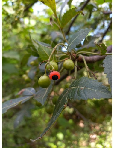 1 Palo santo (Bursera graveolens) sapling...