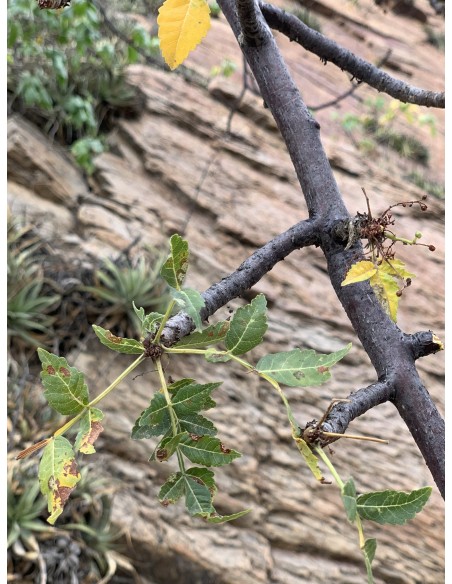 1 Palo santo (Bursera graveolens) sapling Medicinal and endangered tree