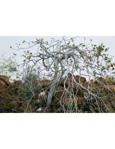 1 Palo santo (Bursera graveolens) sapling...