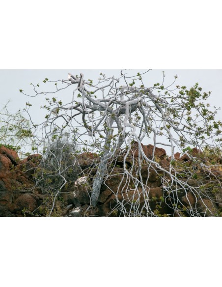 1 Palo santo (Bursera graveolens) sapling Medicinal and endangered tree