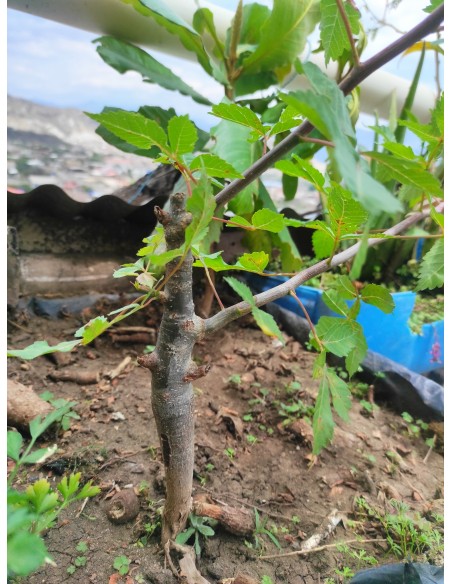 1 Palo santo (Bursera graveolens) sapling Medicinal and endangered tree