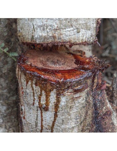 1 Palo santo (Bursera graveolens) sapling...