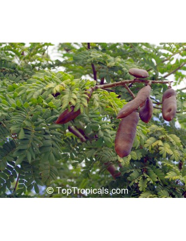 1 Black Mexican Ebony Tree (Ebenopsis ebano) Ebony wood tree in Mexico For sale online