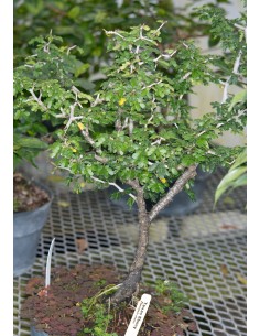 1 Black Mexican Ebony Tree... 2