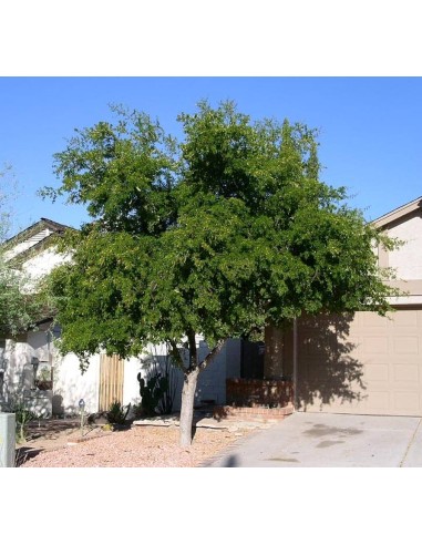 1 Black Mexican Ebony Tree (Ebenopsis ebano)...