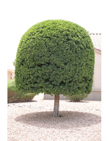 1 Black Mexican Ebony Tree (Ebenopsis ebano)...