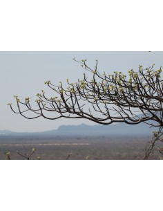 1 Cuachalalate tree...