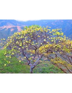 1 Cuachalalate tree... 2