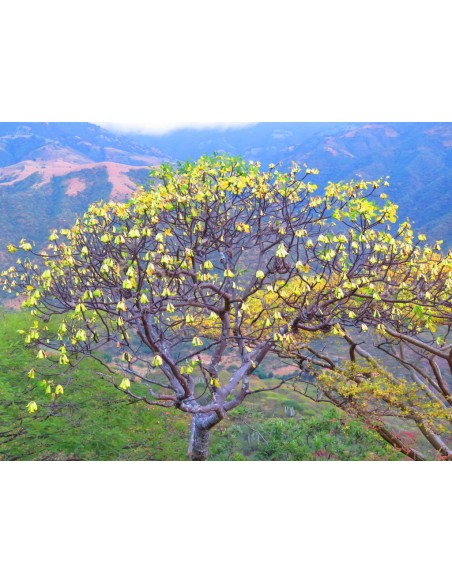 1 Arbolito de Cuachalalate (Amphipterygium adstringens) Arbol para la gastritis, anticancerígeno natural