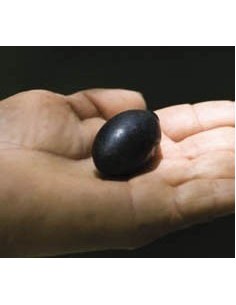 1 Criollo avocado variety from veracruz Mexico (Persea spp.) Rare from los tuxtlas, Mexico 2