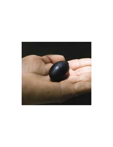 1 Criollo avocado variety from veracruz Mexico (Persea spp.) Rare from los tuxtlas, Mexico