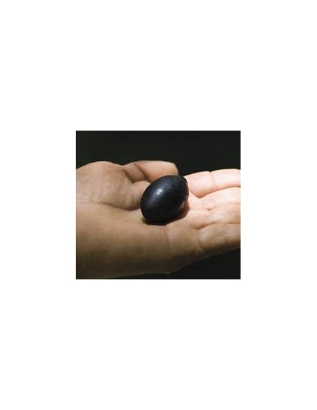 1 Criollo avocado variety from veracruz Mexico (Persea spp.) Rare from los tuxtlas, Mexico