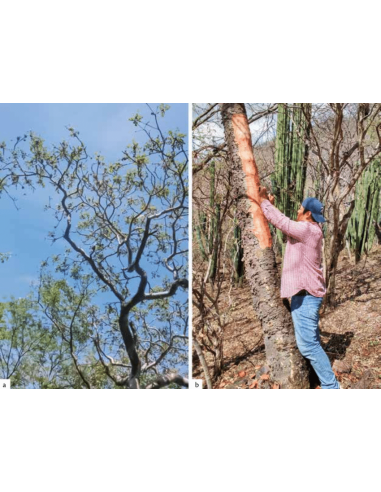 1 Cuachalalate tree (Amphipterygium...