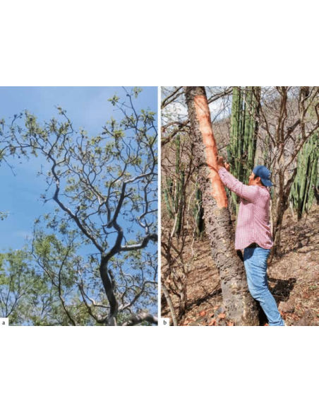 1 Arbolito de Cuachalalate (Amphipterygium adstringens) Arbol para la gastritis, anticancerígeno natural