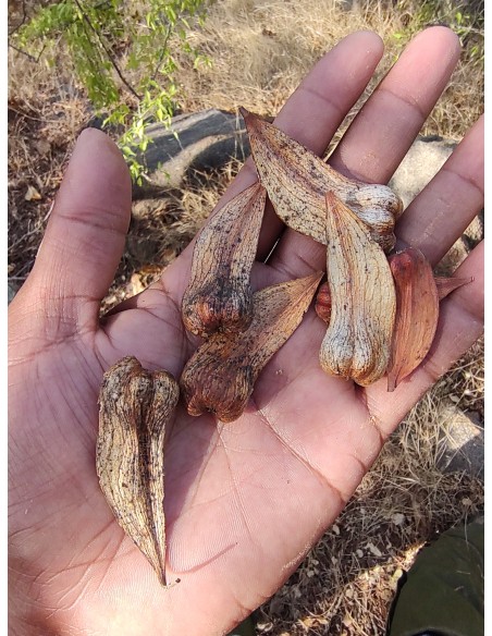 1 Arbolito de Cuachalalate (Amphipterygium adstringens) Arbol para la gastritis, anticancerígeno natural