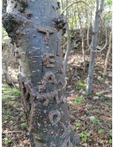 1 Arbolito de Cuachalalate (Amphipterygium...