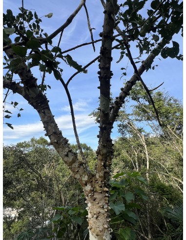 1 Cuachalalate tree (Amphipterygium...