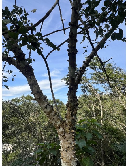 1 Arbolito de Cuachalalate (Amphipterygium adstringens) Arbol para la gastritis, anticancerígeno natural