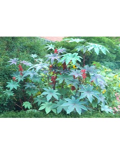 1 Castor bean tree -...