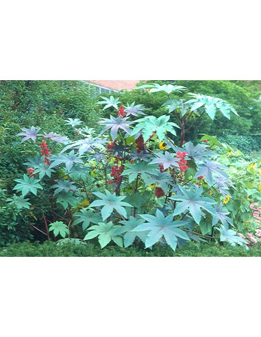 1 Castor bean tree - Ricinnus comunnis ricino, fig tree, selected natural plant for the garden